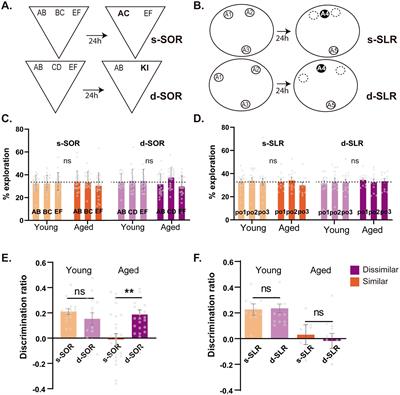 Environmental enrichment in middle age rats improves spatial and object memory discrimination deficits